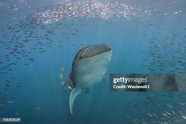 indonesia, papua, cenderawasih bay, whale shark and school of fish - west papua (cenderawasih bay) stock pictures, royalty-free photos & images