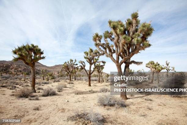 joshua tree national park - joshua tree - fotografias e filmes do acervo