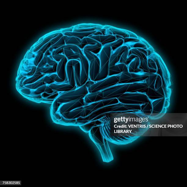human brain, illustration - zentralnervensystem stock-grafiken, -clipart, -cartoons und -symbole