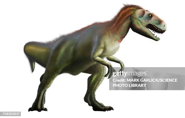 megalosaurus dinosaur, illustration - megalosaurus stock illustrations