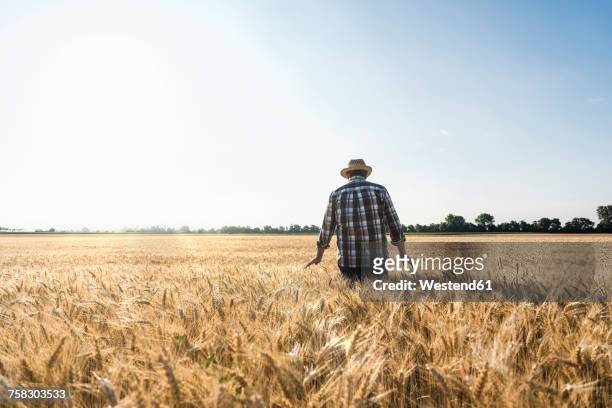 back view of senior farmer standing in wheat field - veld stockfoto's en -beelden