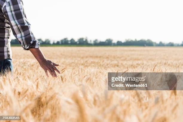 senior farmer in a wheat field, partial view - responsibility stock-fotos und bilder
