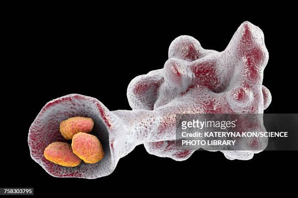 amoeba protozoan engulfing bacteria, illustration - phagocytosis stock illustrations