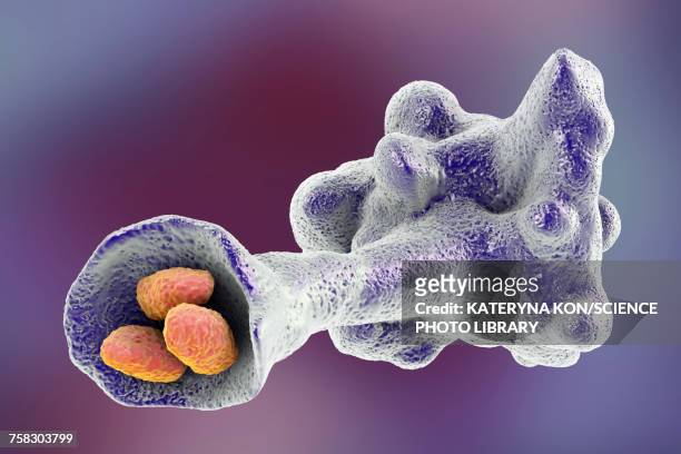 amoeba protozoan engulfing bacteria, illustration - phagocytosis stock illustrations
