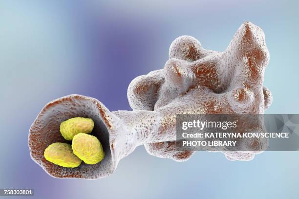 amoeba protozoan engulfing bacteria, illustration - phagocytosis stock illustrations