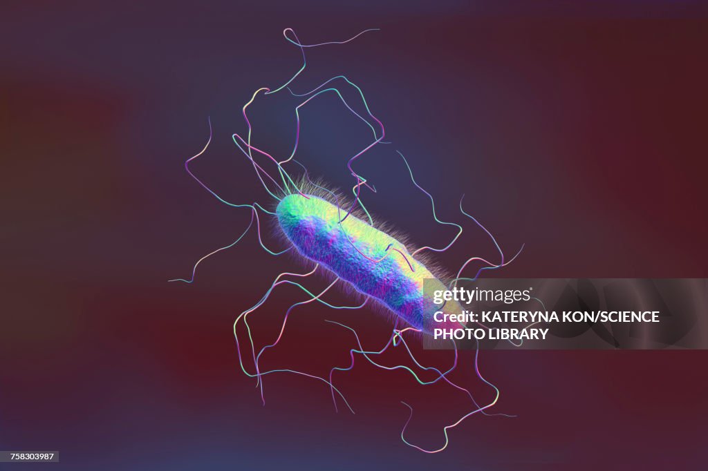 A bacterium with flagella and pili, illustration
