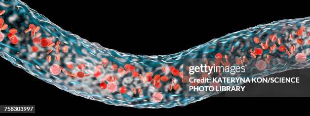 blood vessel with blood cells, illustration - arterioles stock illustrations