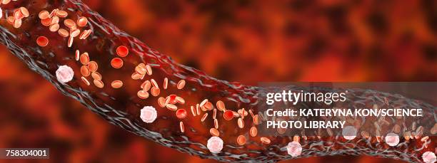 blood vessel with blood cells, illustration - arterioles stock illustrations