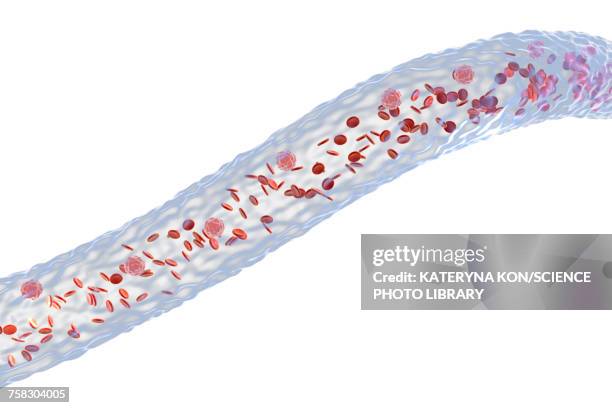 blood vessel with blood cells, illustration - arterioles stock illustrations