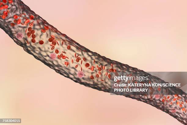 blood vessel with blood cells, illustration - arterioles stock illustrations