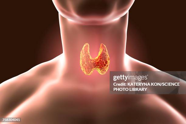 thyroid gland, artwork - thyroid gland stock-grafiken, -clipart, -cartoons und -symbole