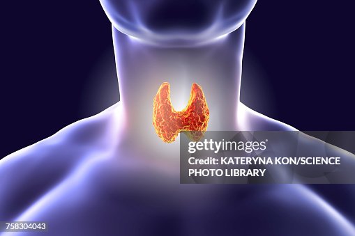 Thyroid gland, artwork Thyroid gland, artwork