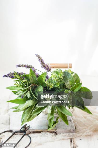 basket of variuos fresh herbs - sage background stock pictures, royalty-free photos & images