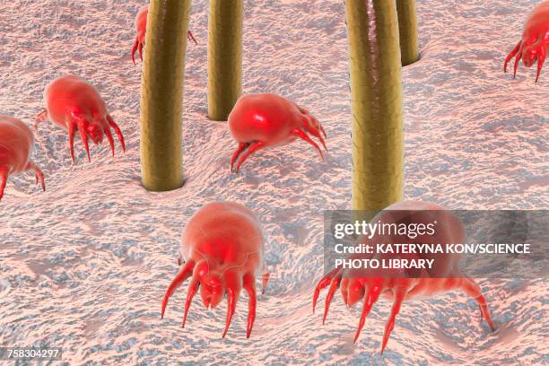 dust mite, illustration - red mite stock illustrations