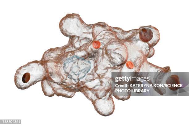 ilustrações de stock, clip art, desenhos animados e ícones de parasitic amoeba (entamoeba histolytica), illustration - amoeba