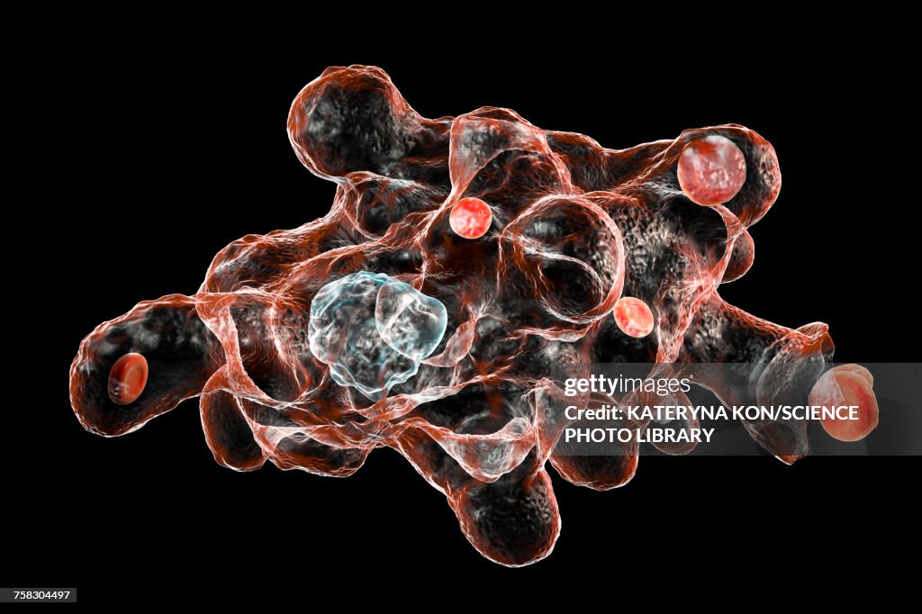 Parasitic amoeba (Entamoeba histolytica), illustration