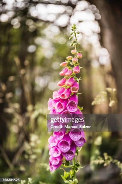 purple foxglove flowers in woodland, torres del paine national park, chile - foxglove stock pictures, royalty-free photos & images