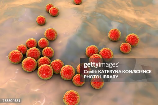 Enterococcus Drawing Enterococcus Faecalis Bacteria Illustration High-Res Vector Graphic ...