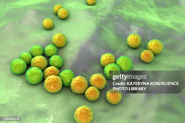 enterococcus faecalis bacteria, illustration - enterococcus stock illustrations