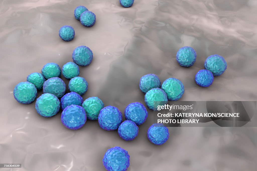 Enterococcus faecalis bacteria, illustration