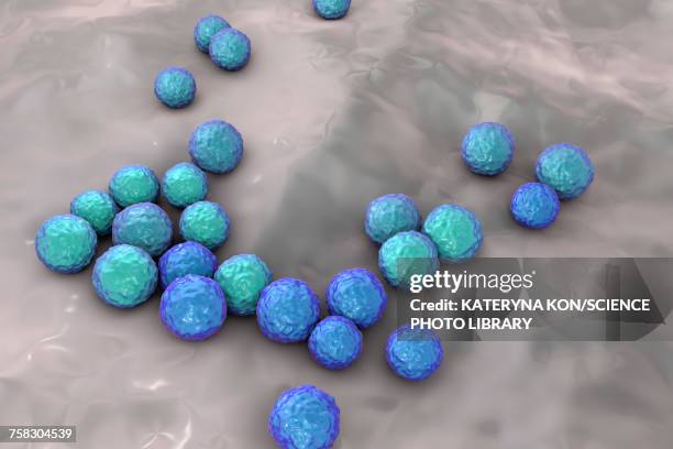 enterococcus faecalis bacteria, illustration - enterococcus stock illustrations