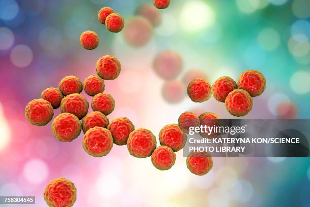 enterococcus faecalis bacteria, illustration - enterococcus stock illustrations
