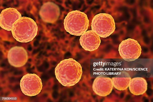 enterococcus faecalis bacteria, illustration - antibiotic resistance stock illustrations