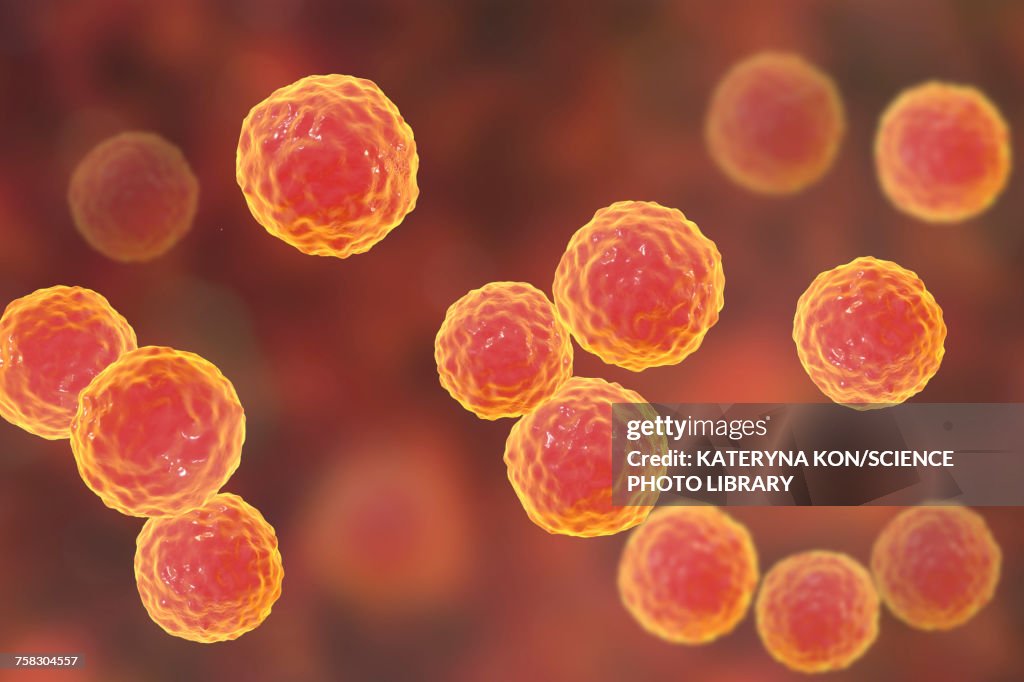 Enterococcus faecalis bacteria, illustration