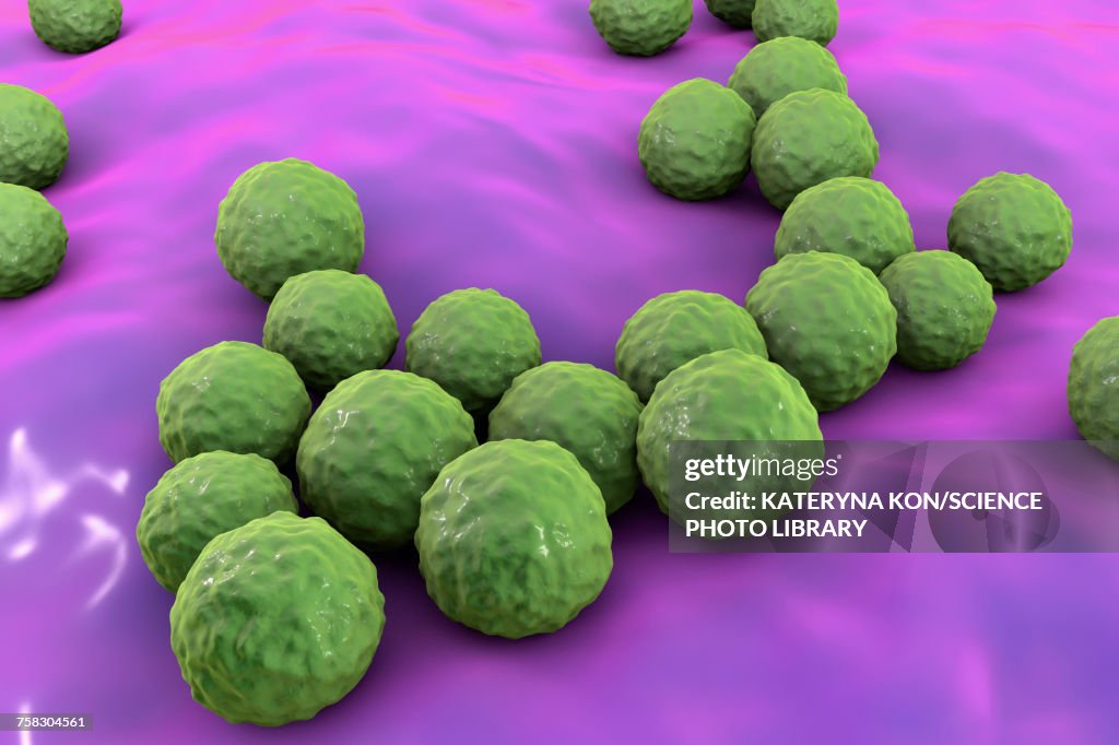 Enterococcus faecalis bacteria, illustration