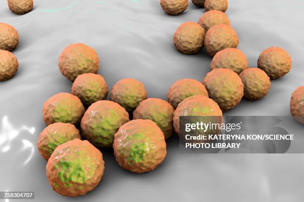 enterococcus faecalis bacteria, illustration - enterococcus stock illustrations