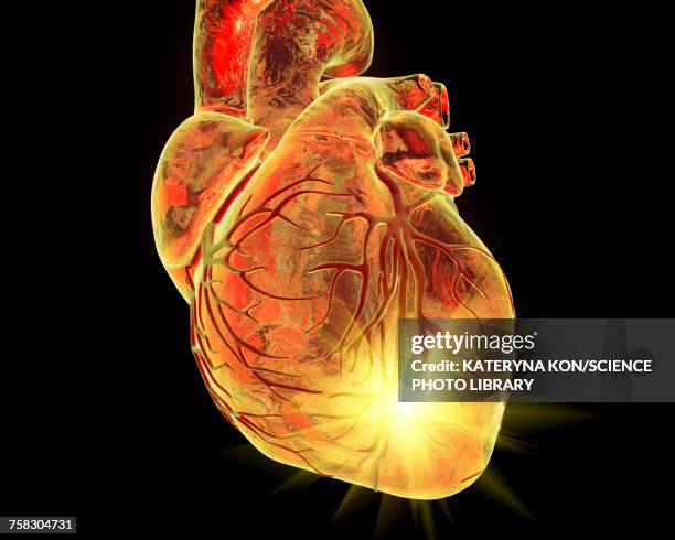 heart attack, conceptual illustration - plant cell stock illustrations