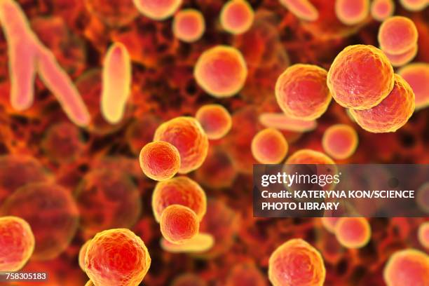 mycoplasma bacteria, illustration - prokaryote stock illustrations