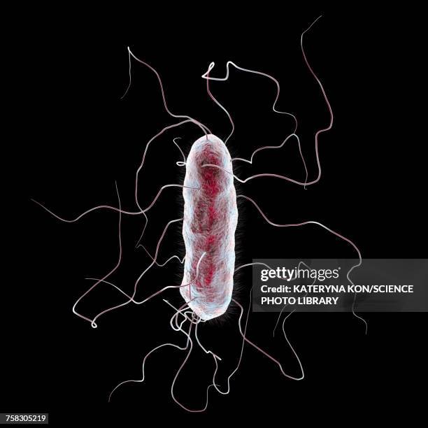proteus mirabilis bacterium, illustration - proteus mirabilis stock illustrations