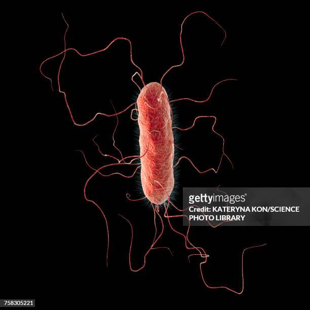 proteus vulgaris bacterium, illustration - cell flagellum stock-grafiken, -clipart, -cartoons und -symbole