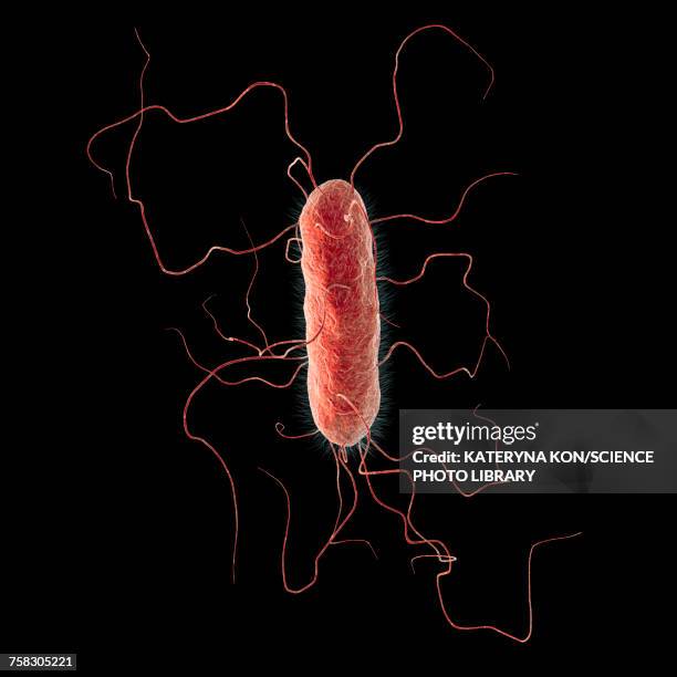 proteus vulgaris bacterium, illustration - number-one-black-background stock illustrations