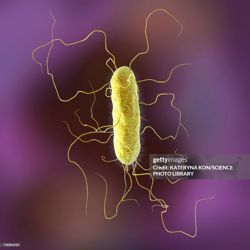 Proteus vulgaris bacterium, illustration