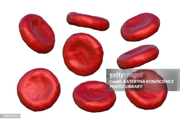 ilustraciones, imágenes clip art, dibujos animados e iconos de stock de red blood cells, illustration - globulos rojos humanos