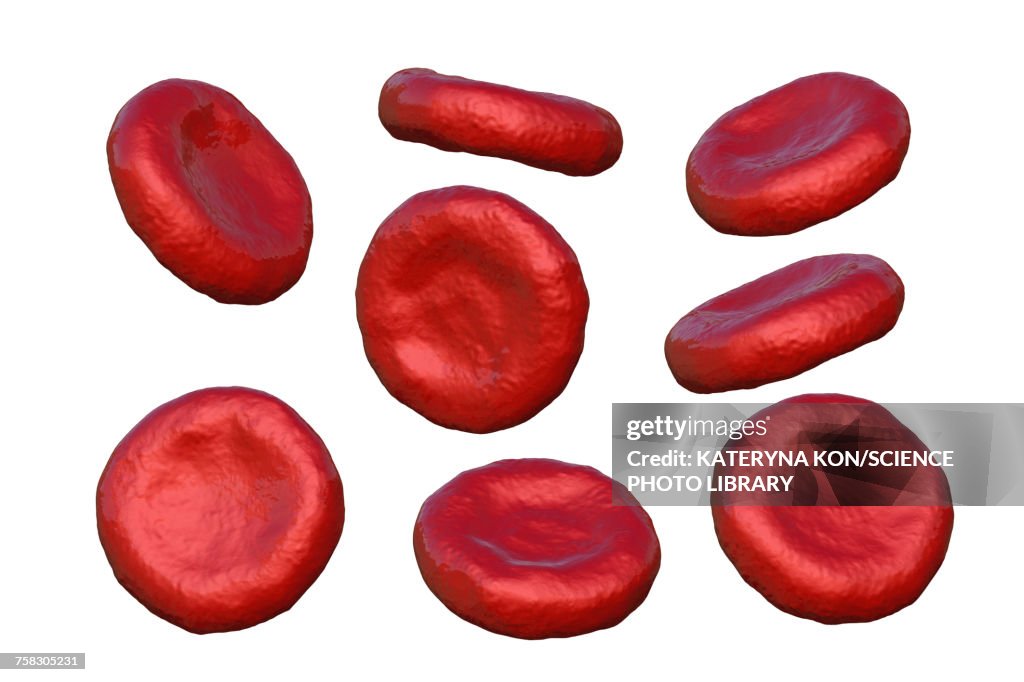 Red blood cells, illustration