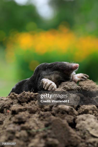 european mole on mole hill - talpa europaea stock pictures, royalty-free photos & images