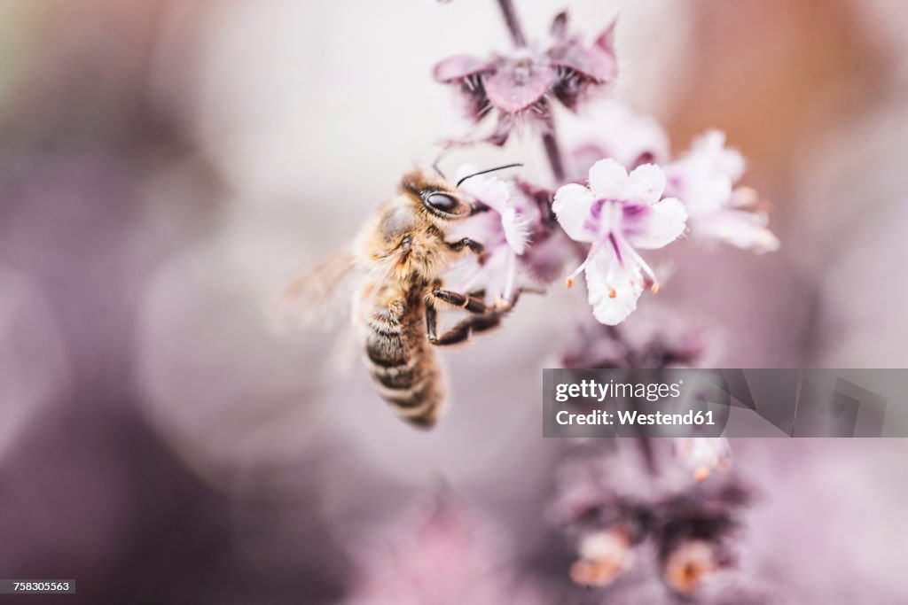 Bee collecting pollen on basil blossom