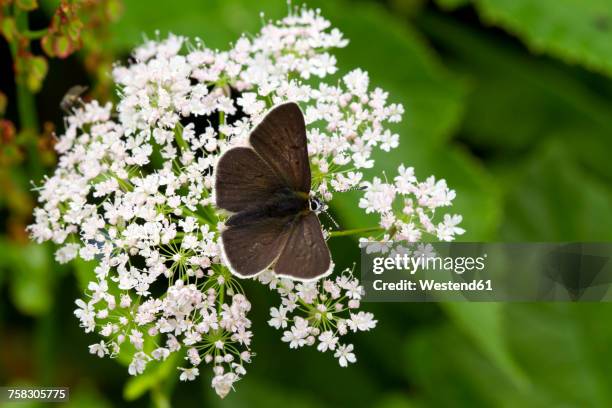 austria, upper tauern, small blue on blossom - carinthia stock pictures, royalty-free photos & images