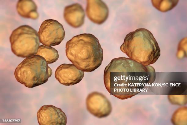 Cryptococcus Drawing 46 Cryptococcus Neoformans Stock Photos, High-Res Pictures, and Images ...
