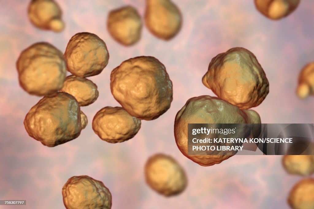 Cryptococcus neoformans fungus, illustration