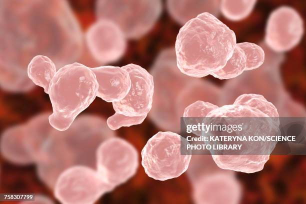 cryptococcus neoformans fungus, illustration - meningitis stock-grafiken, -clipart, -cartoons und -symbole