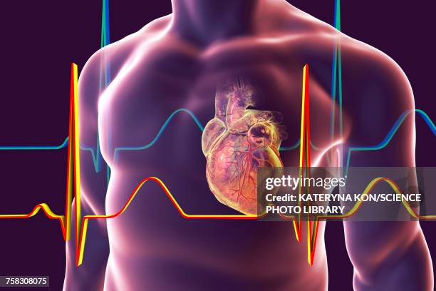 illustrazioni stock, clip art, cartoni animati e icone di tendenza di heart with coronary vessels, illustration - heartbeat
