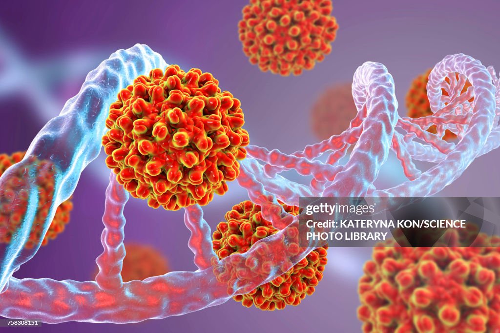 Hepatitis B viruses and DNA, illustration