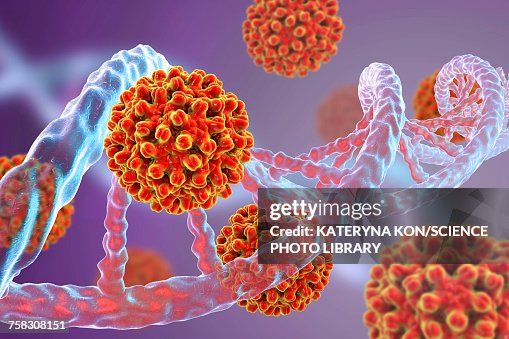 Hepatitis B viruses and DNA, illustration Hepatitis B viruses and DNA, illustration