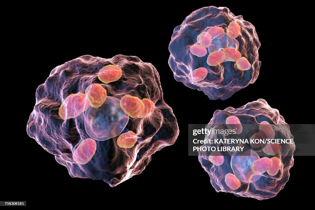 Leishmania parasites, illustration