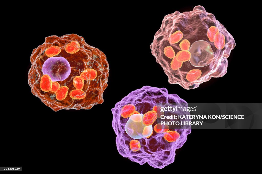 Leishmania parasites, illustration