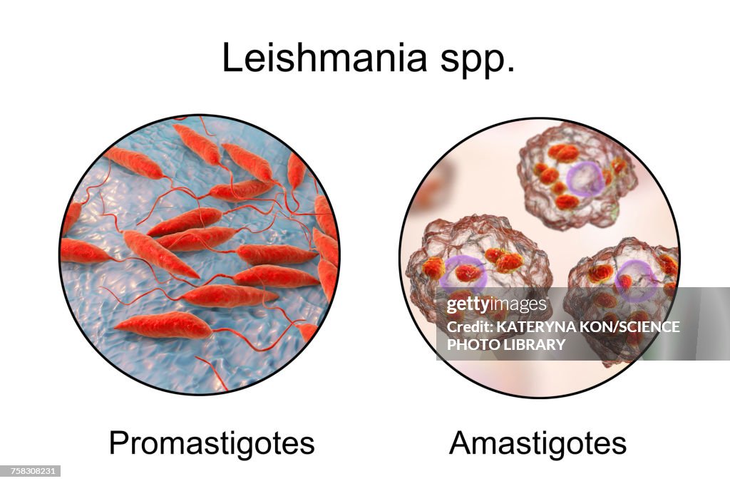 Leishmania parasites, illustration